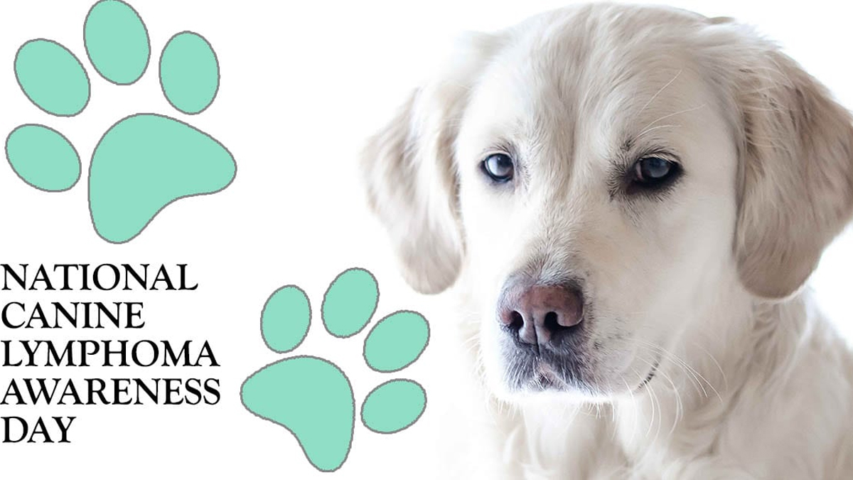 National Canine Lymphoma Awareness Day